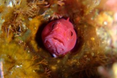 浅礁（アサグリ） ハダカギンポ