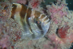 タカノハダイ幼魚