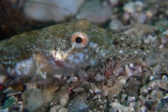 アナハゼのカレイ捕食シーン